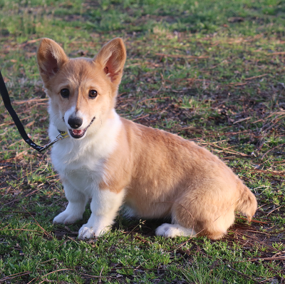 Corgi Owner: Swaze in Olive Branch, MS - Click Image to Close